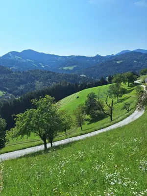 a winding road through a green field with trees at Apartma Saint Thomas in Selca