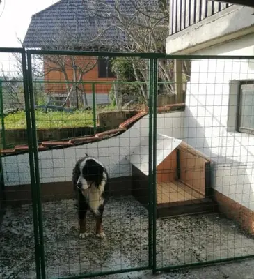 a dog standing inside of a cage at Kozjanski odklop in Buče