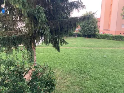 a tree in the middle of a grass field at Nice apartment in Celje in Celje