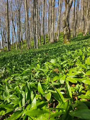 a field of green plants with trees in the background at Hiška pod krošnjami