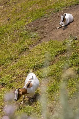 two goats laying down in a field of grass at Herbal Apartment Marjetka in Šentjur