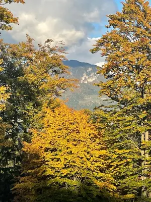 a group of trees with yellow leaves in the mountains at Sedmakovo - Počitniška hiša v naravi - Ljubno ob Savinji in Ljubno
