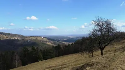 a tree on the side of a hill at Apartment Vintgar in Slovenska Bistrica