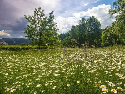a field of white flowers in a field with trees at Apartments Mira in Bled