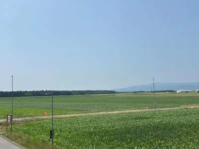 a field of flowers with a road in the middle at Apartments Lux in Spodnja Hajdina