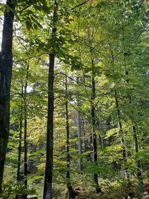 a forest filled with lots of green trees at Loghouse cabin in the Kočevje forest in Kočevje