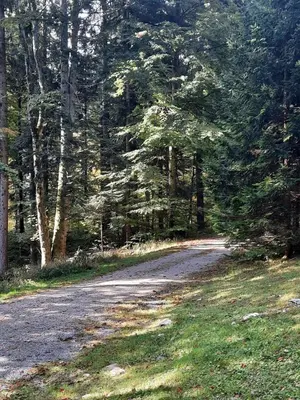 a dirt road in the middle of a forest at Loghouse cabin in the Kočevje forest in Kočevje