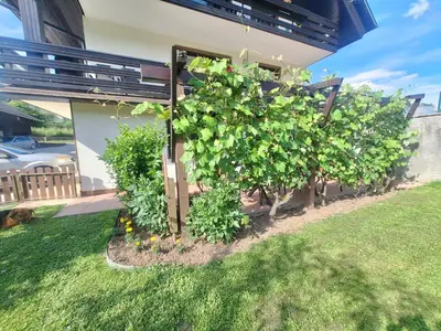 a row of bushes in front of a house at Apartma P&B in Bled