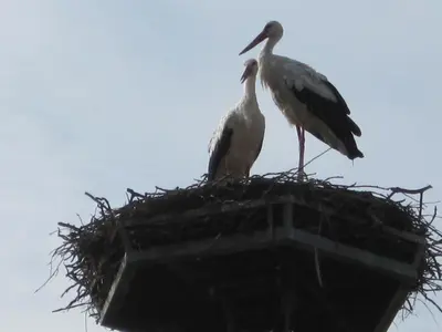 two birds sitting in a nest on a pole at Chonky Cat in Moravske Toplice