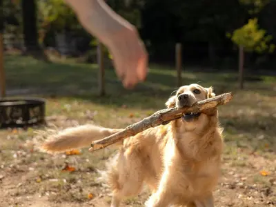 a dog running with a stick in its mouth at Barbana Lipizzans Camper Park - Pitches for Campers and Tents in Radovljica