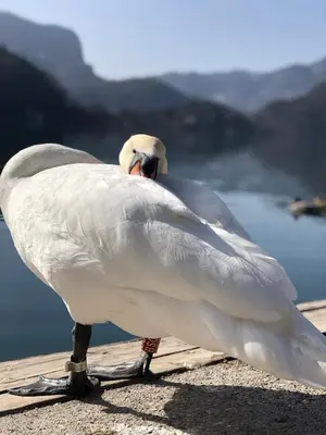 a white swan standing on a pier near the water at Lake and Castle view apartment in Bled