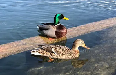 two ducks swimming in the water near a curb at Lake and Castle view apartment in Bled