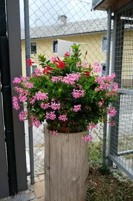 a wooden planter with pink flowers in it at Apartments Timjana in Bohinj