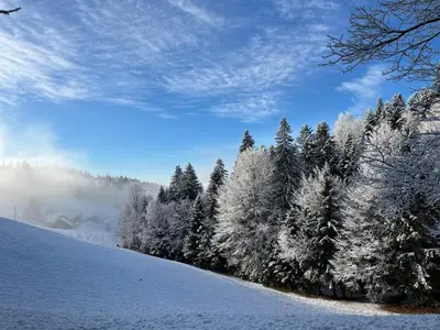 a group of trees covered in snow on a mountain at The Little Fern Apartment in Rovte