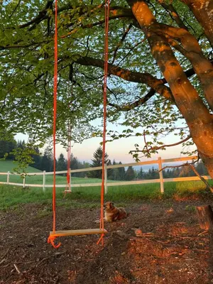 a dog sitting under a tree with an orange swing at The Little Fern Apartment in Rovte