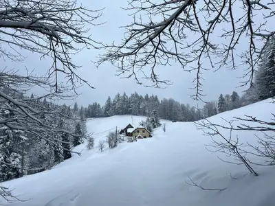 a house on a snow covered slope with trees at The Little Fern Apartment in Rovte