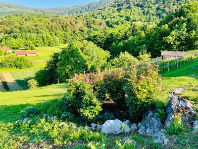 a bush with pink flowers on top of a field at Minicottage Casa de Lipa in Kostanjevica na Krki