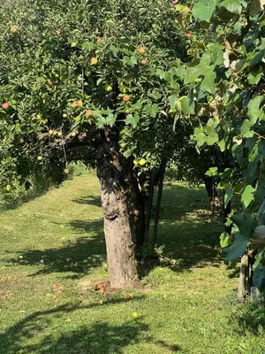 an apple tree in the middle of a field at Maria's Orchard Cottage - Nature Retreat in Slovenia in Rogaška Slatina