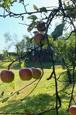 a bunch of apples on a tree in a field at Maria's Orchard Cottage - Nature Retreat in Slovenia in Rogaška Slatina