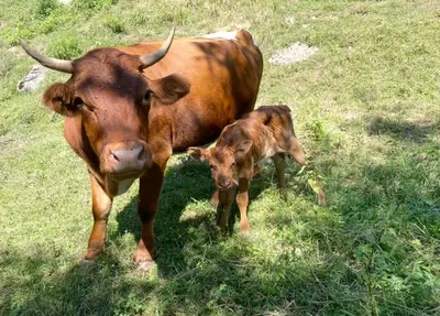 a cow and a baby calf standing in a field at Zerko Holiday Apartment Janko with JACUZZI and SAUNA in Mirna