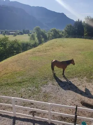 a horse standing in a field next to a fence at Apartma Morizna in Kobarid