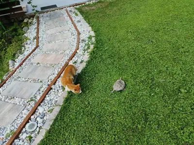 a cat and a rat sitting in the grass at Apartment Magnolia in Blejska Dobrava