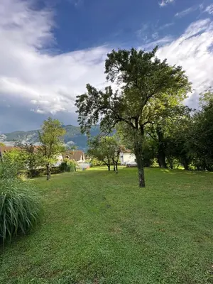 a tree in a field with grass and trees at Pinus Alpinus Apartments in Bovec