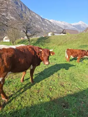 two cows standing in a field of grass at Kamer Luna in Log Čezsoški