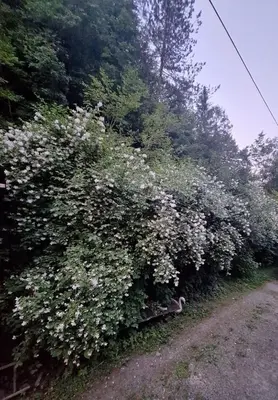 a bush with white flowers on the side of a road at Vila Anton in Dobrna