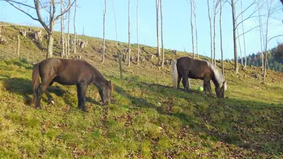 two horses grazing on a grassy hill with trees at Apartments Savinja in Luče