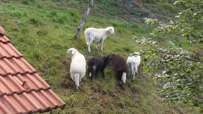 a group of sheep standing on a grassy hill at Apartments Savinja in Luče