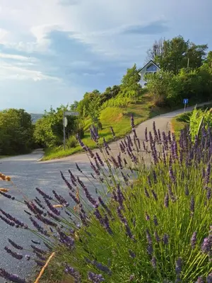 a road with purple flowers on the side of it at En hribček in Ptujska Gora