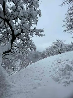 a snow covered hill with a tree on it at En hribček in Ptujska Gora
