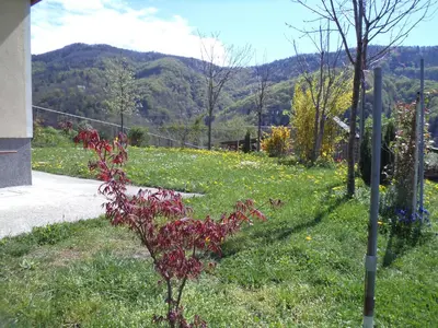 a plant in the grass next to a sidewalk at Apartments Petrin in Tolmin