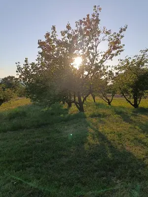 a tree in a field with the sun behind it at Apartma Zeleni mir in Dobravlje