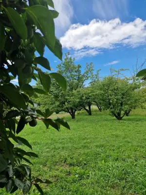 a row of trees in a field of grass at Apartma Zeleni mir in Dobravlje