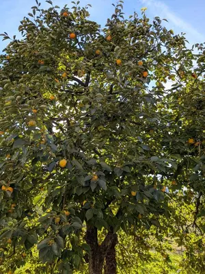 an orange tree with lots of oranges on it at Apartma Zeleni mir in Dobravlje