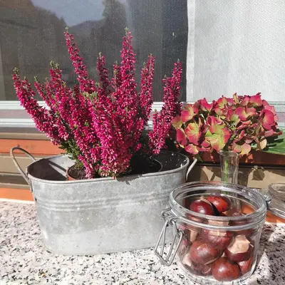 a potted plant with pink flowers in a metal pot at Pr DOLENC in Petrovče