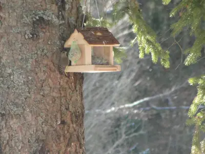 a bird feeder hanging from a tree at Holiday House Kaja in Mojstrana