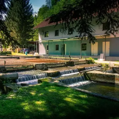 Stara ribogojnica & Pohorska postrv