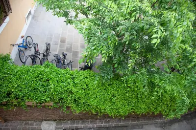 a group of bikes parked next to a hedge at Rosa di Pirano con Terrazza in Rove