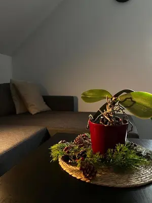 a potted plant sitting on top of a table at Natura Apartments in Kranj