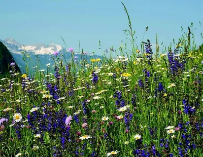 a field filled with lots of different types of flowers at Slovenian Green Apartment in Radovljica