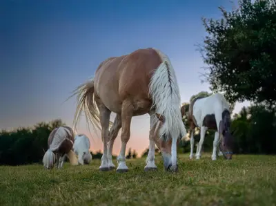 a group of horses grazing in a field at Turistična kmetija Pod kostanji - FarmStay Pod kostanji in Motnik