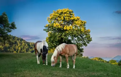 two horses grazing in a field with a tree at Turistična kmetija Pod kostanji - FarmStay Pod kostanji in Motnik