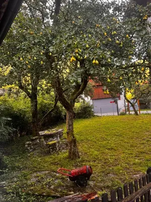 a red chicken laying in the grass under a tree at Apartma Pr'Csrlu
