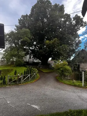 a road with a large tree in the middle at Apartma Pr'Csrlu