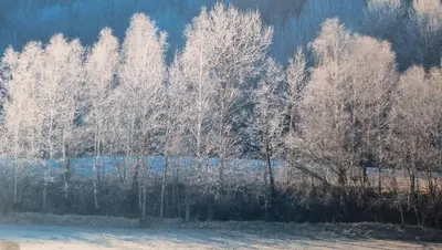 a group of trees with snow on them at Ranč Katja in Abdul in Materija