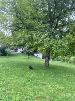 a black cat sitting under a tree in a field at Retreat House River Krka - Hiša oddiha reka Krka in Krka
