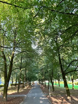 a tree lined path in a park with a road at Cukr in Ljubljana